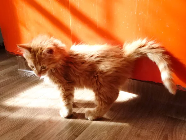 Bonito Pequeno Vermelho Gatinho Por Sol — Fotografia de Stock