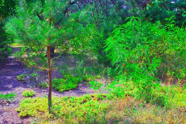 Pinho Árvore Verão Floresta Natureza — Fotografia de Stock