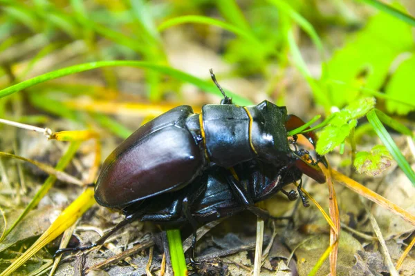 Mating Season Dynastinae Rhinoceros Beetles — Stock Photo, Image