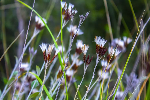 Hierba Verde Flor Seca Naturaleza — Foto de Stock