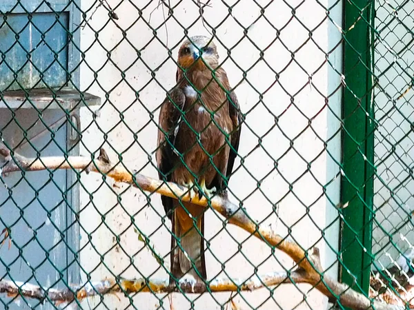 檻の中の鳥の鷹 — ストック写真