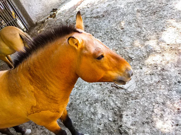 Cavallo Passeggio Giallo Con Capelli Neri — Foto Stock