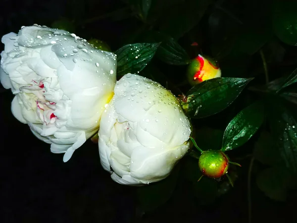 Weiße Pfingstrosen Blühen Der Tau Natur — Stockfoto