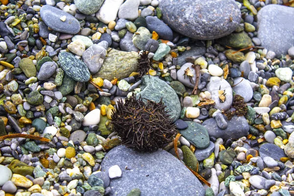 Dry Urchin Rock Beach Sunlight Highlighting All Spikes Typical Creature — 스톡 사진