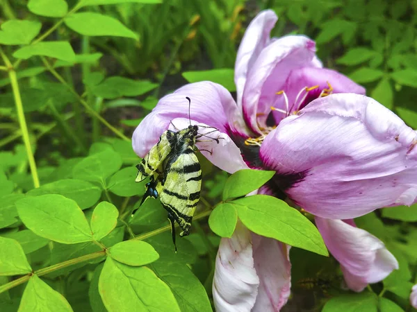 Gros Papillon Blanc Sur Fleur Rose — Photo