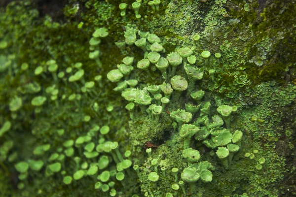 Zelený Mech Lišejník Malými Houbami — Stock fotografie