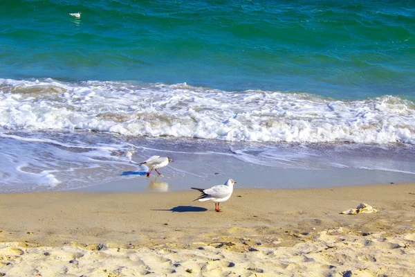 Uccello Gabbiano Che Vola Sul Mare Spiaggia — Foto Stock