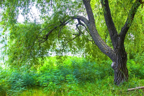 Grote Groene Wilgenboom Natuur — Stockfoto