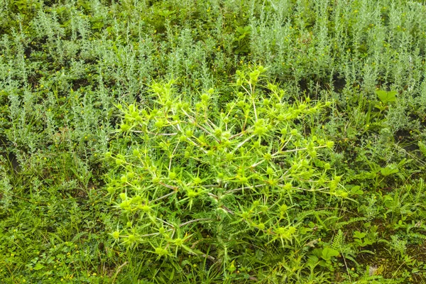 Stachelige Blüten Mit Dornigen Blättern Grüner Hintergrund — Stockfoto