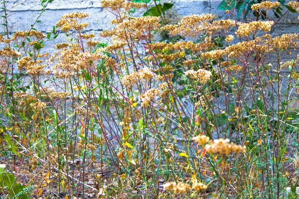 Outono Arbusto Seco Flores Natureza — Fotografia de Stock