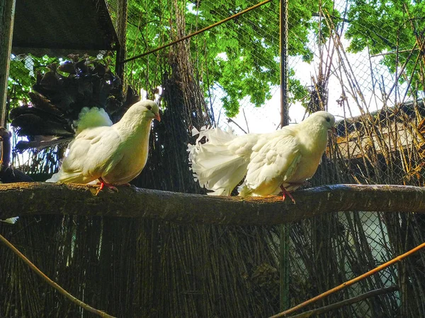 Pombo Branco Pomba Pássaro Sentado Ramo — Fotografia de Stock