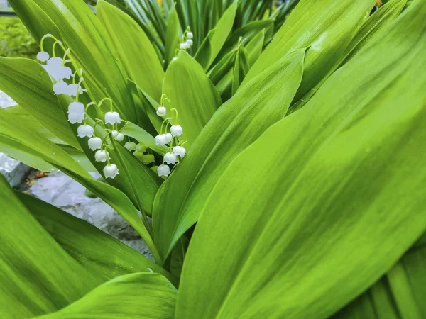 Квітка Долини Лілії Може Садити Рослину — стокове фото
