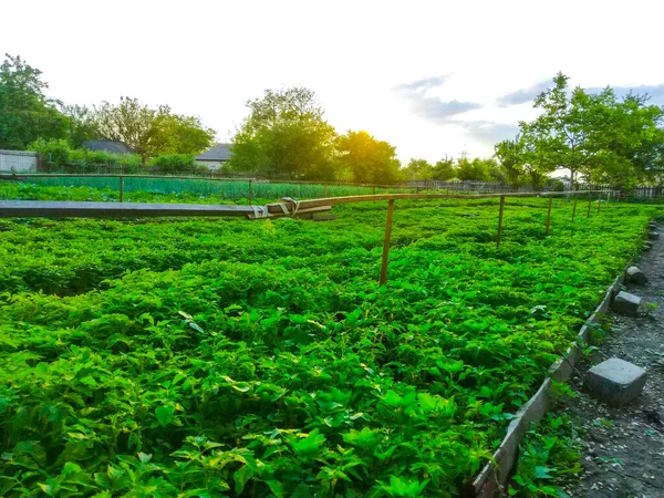 Manantiales Campos Plantación Siembra Cultivan Jardinería — Foto de Stock