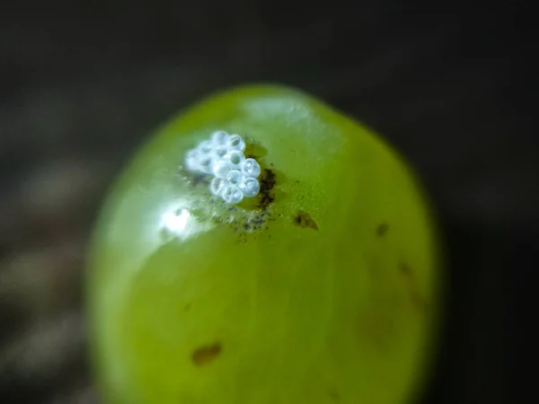 Closeup Macro Œufs Insectes Nature — Photo