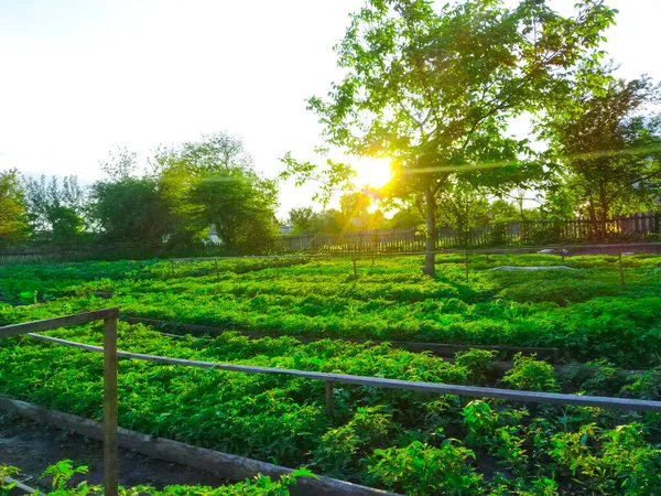 Manantiales Campos Plantación Siembra Cultivan Jardinería — Foto de Stock