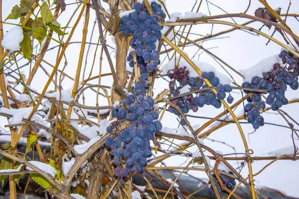 Фіолетовий Виноград Білому Снігу Взимку Аномальне Потепління — стокове фото