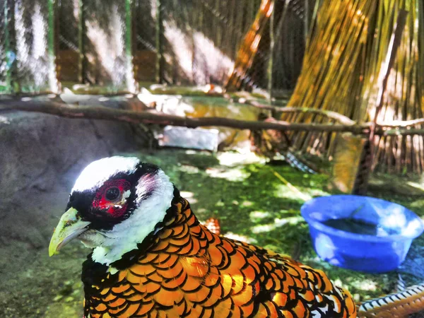 Naturaleza Aves Corral Oro — Foto de Stock