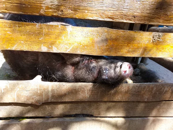 Big Pig Sleeps Barn — Stock Photo, Image
