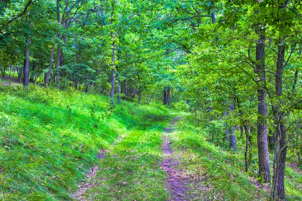 Country Road Green Forest Nature — Stock Photo, Image