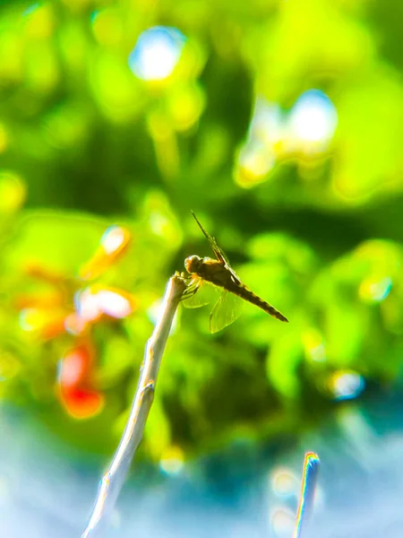 closeup small green dragonfly insect