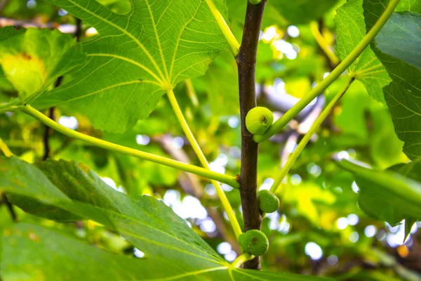 Vijgen Fruitplant Tak Tuin — Stockfoto