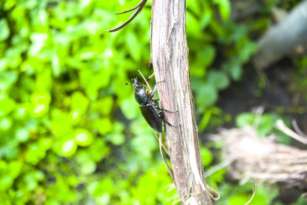 木の幹にLucanus Cervus女性 — ストック写真