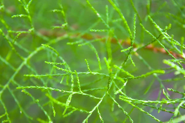 Groene Bladeren Mos Achtergrond Textuur — Stockfoto