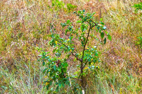 Kleiner Apfelbaum Auf Herbstlichem Grasgarten — Stockfoto