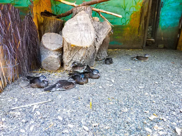 Volaille Canards Dans Cour Village Maison — Photo