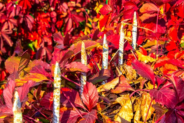 Piquete Cerca Folhas Vermelhas Close Cerca Metal Com Plantas Fundo — Fotografia de Stock