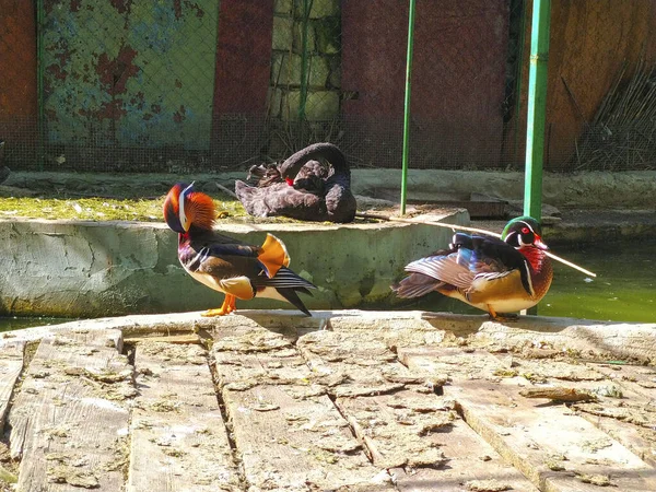 Mandarin Kacsa Madarak Természet Kert — Stock Fotó