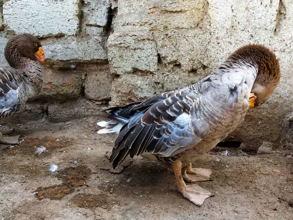 Die Gans Putzt Ihren Körper Einem Vogelhof — Stockfoto