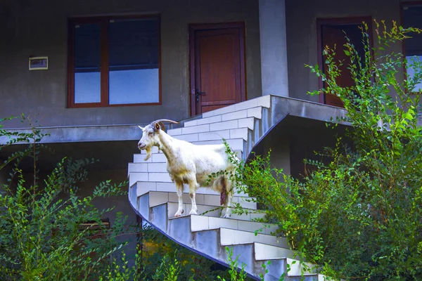 Cabra Branca Construção Escadas Natureza — Fotografia de Stock