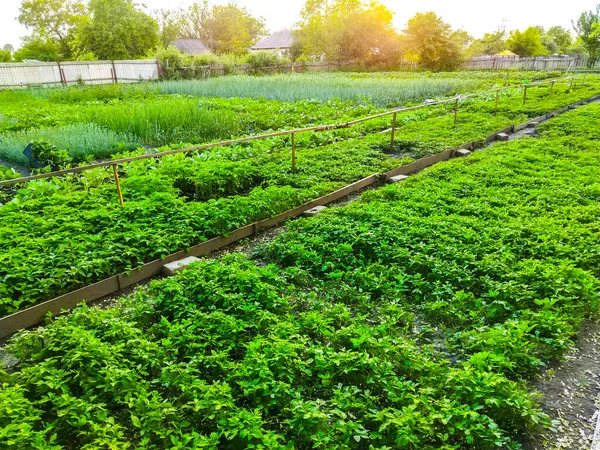 Manantiales Campos Plantación Siembra Cultivan Jardinería — Foto de Stock