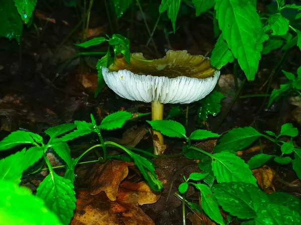 Cogumelo Branco Vista Perto Floresta — Fotografia de Stock