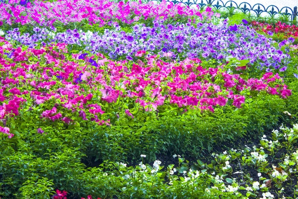 Jardin Fleurs Été Pansy Dans Journée Ensoleillée — Photo