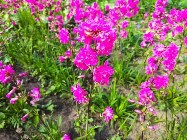 Pink Flower Bush Our Garden — Stock Photo, Image