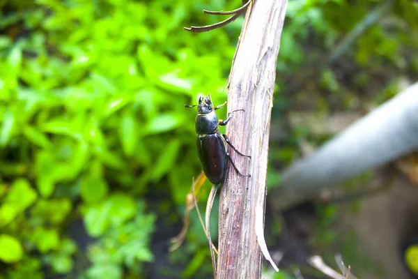 Lucanus Cervus Női Fatörzsön — Stock Fotó