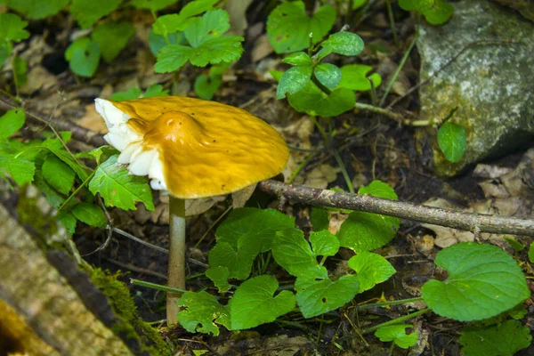 Petit Champignon Dans Forêt Automne Nature — Photo