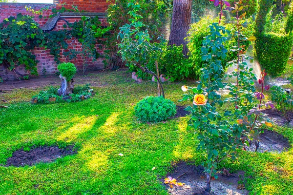 Rosiers Plantes Dans Jardin Été — Photo