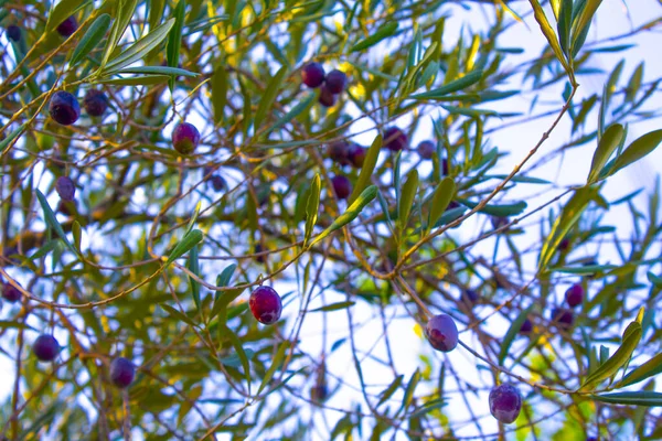 black olives branch plant tree