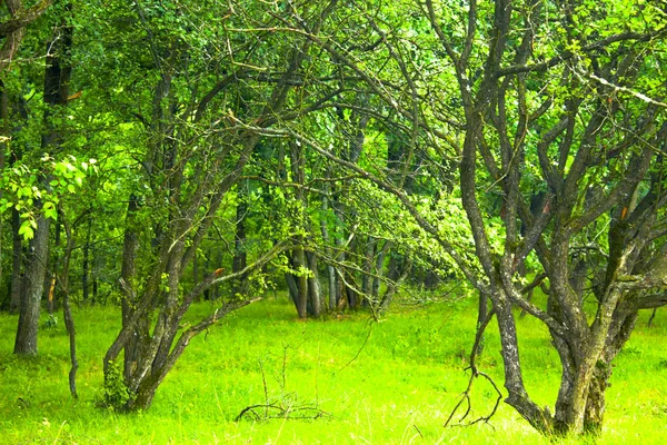 Grüne Sommerwälder Naturlandschaft — Stockfoto