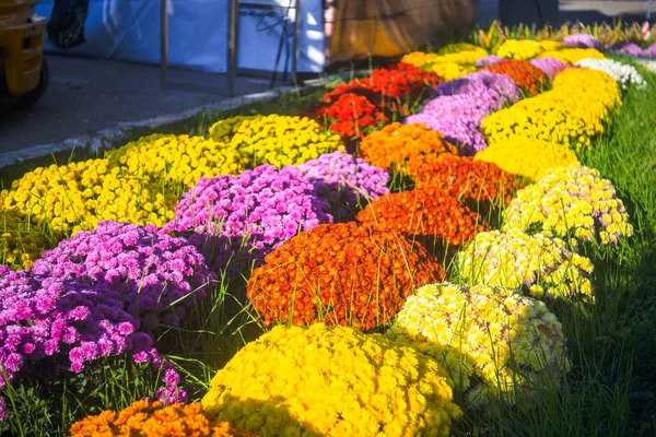 Gyönyörű Csokor Friss Virágzó Színes Krizantém Virágok Közelkép Felülnézet Virágos — Stock Fotó