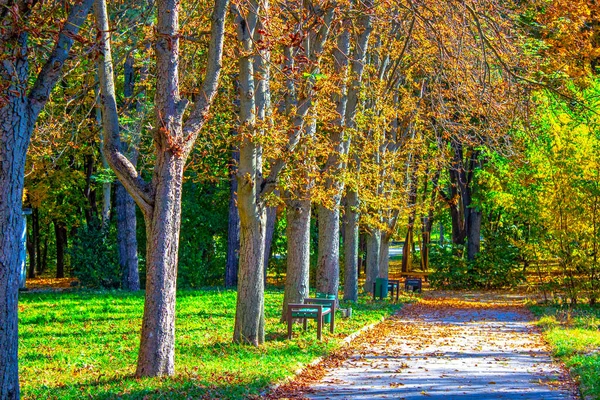 Осінні Дерева Паркова Алея Лавкою — стокове фото