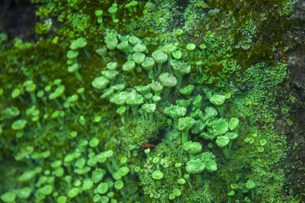 Mousse Verte Lichen Avec Petits Champignons — Photo