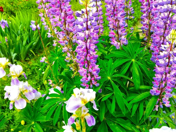乡村田里美丽的蓝色和紫色丁香 自然花卉背景 — 图库照片