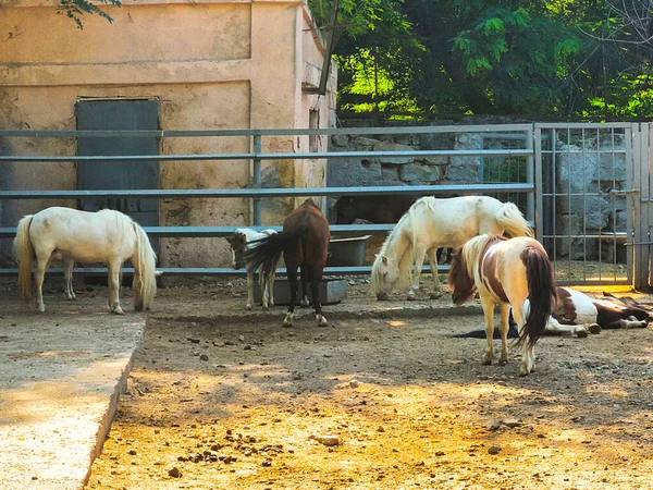 Pony horses standing near wooden fence