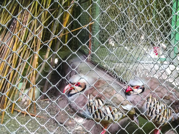 Grauer Pfau Fasan Vogel Haustier — Stockfoto