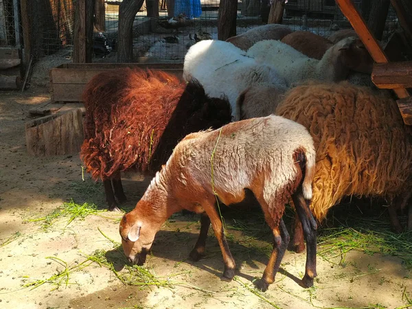 Ovinos Com Cordeiros Paddock Country Farmland — Fotografia de Stock