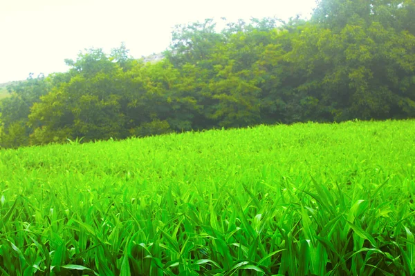 Agricultura Milho Paisagem Campo Verde — Fotografia de Stock
